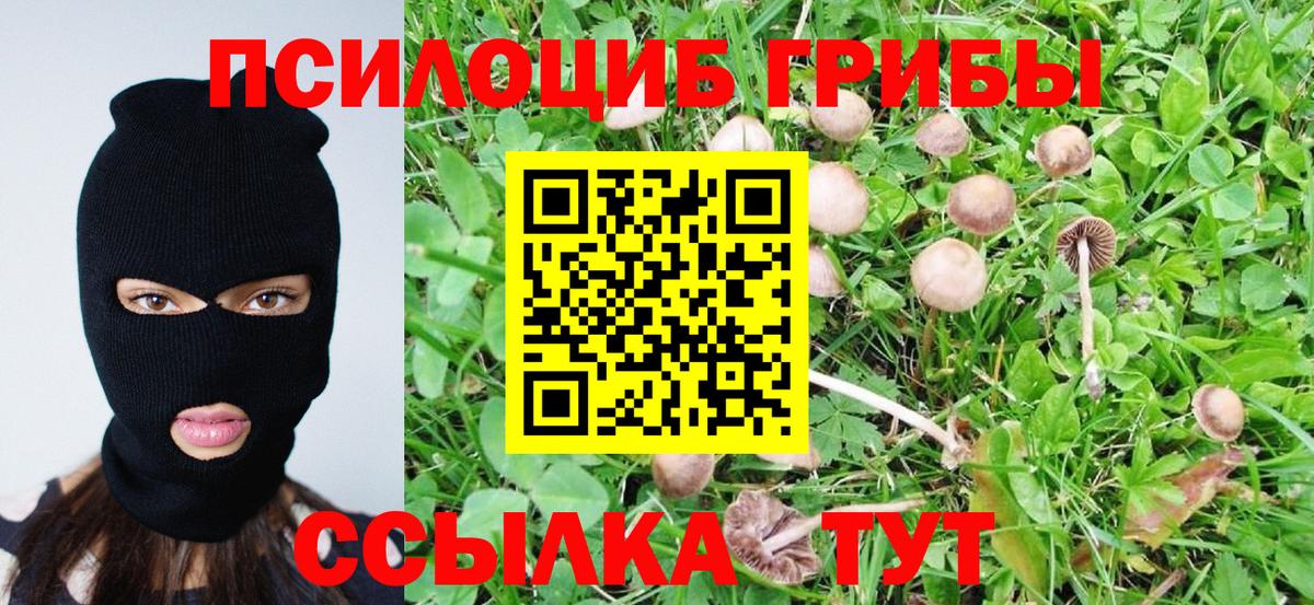 Псилоцибиновые грибы Psilocybe Владивосток